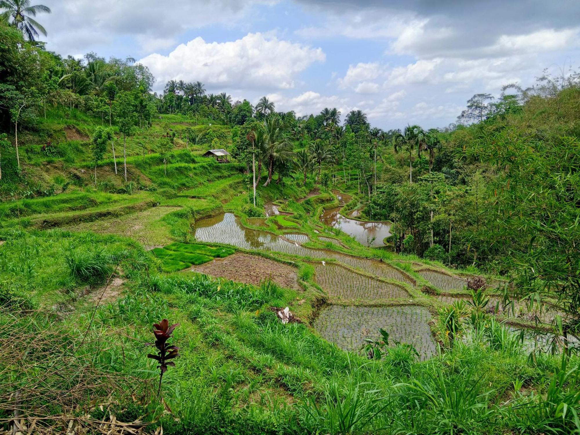 Linkgreen Homestay Lombok Tetebatu Pokój zdjęcie